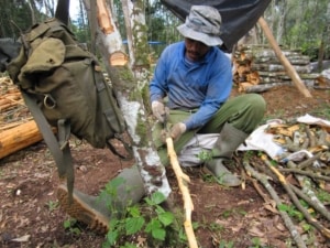 Cinnamon farmer cleaning the bark of the cinnamon tree